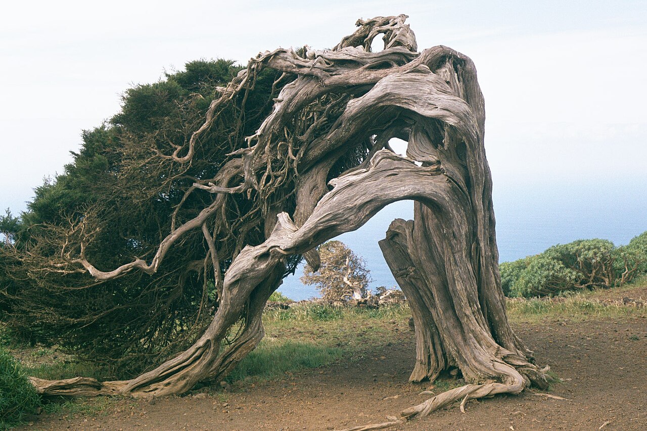 El Sabinar, La Dehesa, El Hierro
