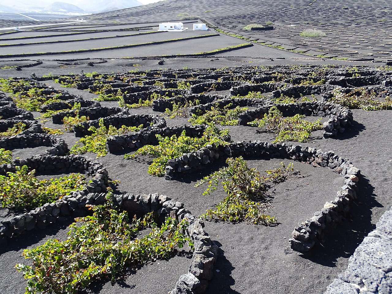 La Geria, Yaiza y Tías, Lanzarote